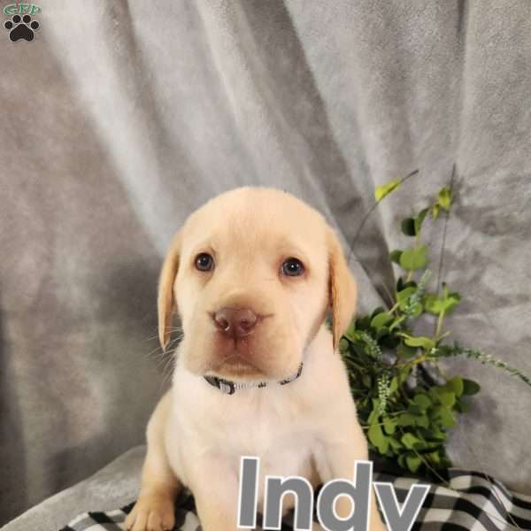 Indy, Fox Red Labrador Retriever Puppy